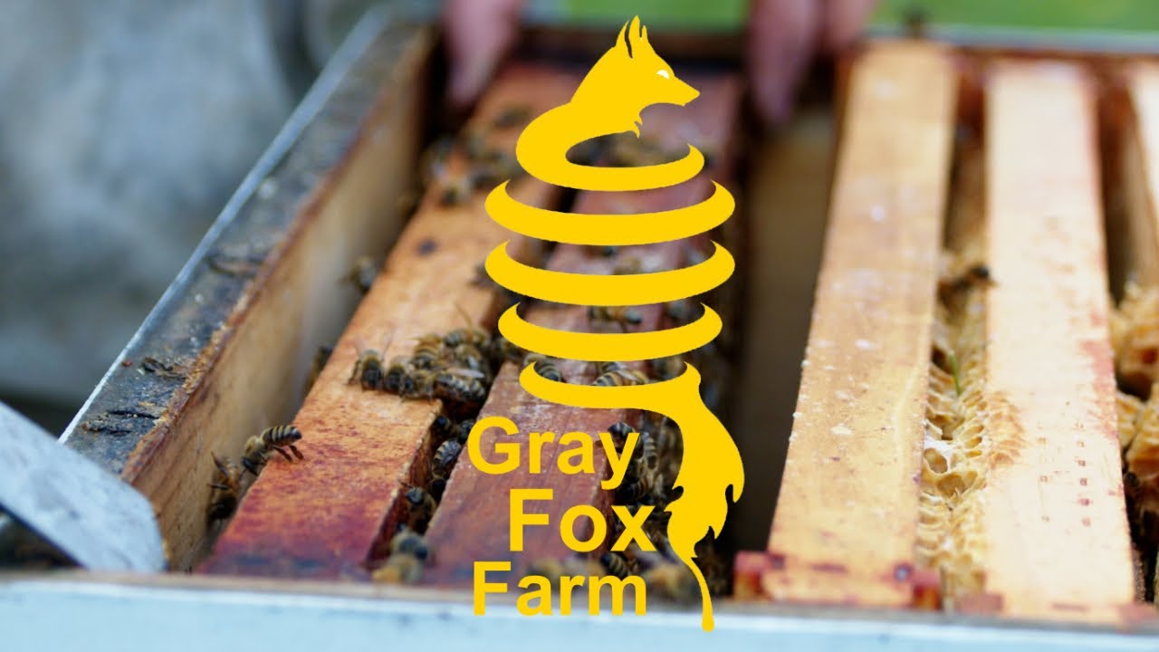 Gray Fox Farm logo and close up of bee hive with active bees